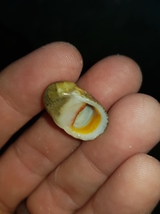 Nerita erythrostoma