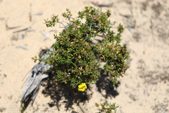 Hibbertia diamesogenos