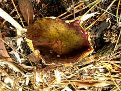 Russula capensis
