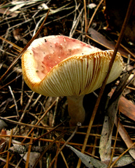 Russula capensis