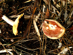 Russula capensis
