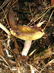 Russula capensis