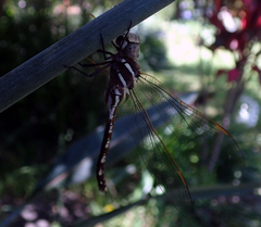 Adversaeschna brevistyla