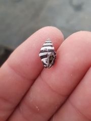 Engina zonalis