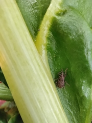 Chalepistes aequalis