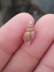 Mitridae