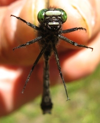 Hylogomphus adelphus