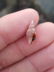 Mitridae