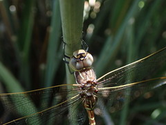 Adversaeschna brevistyla