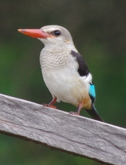 Halcyon leucocephala