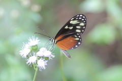 Napeogenes tolosa amara