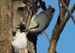 Sitta europaea albifrons