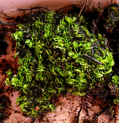 Pallavicinia