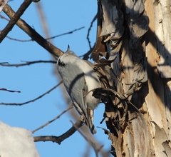 Sitta europaea albifrons