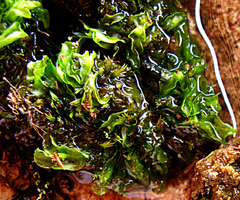 Pallavicinia