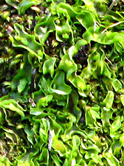 Pallavicinia
