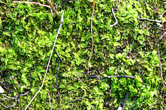 Pallavicinia