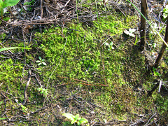 Pallavicinia