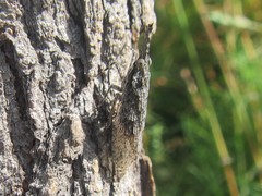 Eurinopsyche obscurata