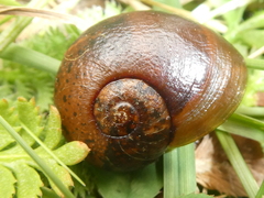 Rhytida oconnori