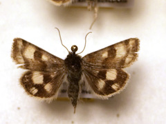 Heliothis ononis