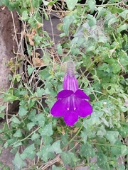 Maurandya barclayana