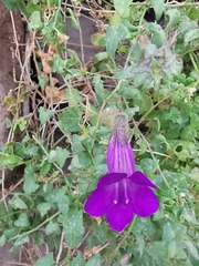 Maurandya barclayana