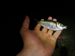 Herklotsichthys castelnaui