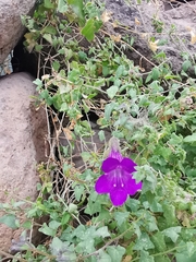 Maurandya barclayana