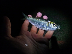 Herklotsichthys castelnaui