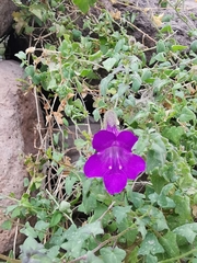 Maurandya barclayana