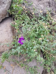 Maurandya barclayana