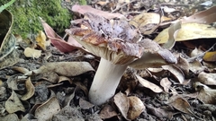Russula vinaceocuticulata