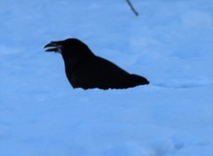 Corvus corax kamtschaticus