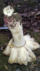 Russula vinaceocuticulata
