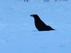 Corvus corax kamtschaticus