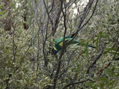Barnardius zonarius zonarius