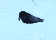 Corvus corax kamtschaticus