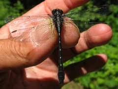 Hylogomphus adelphus