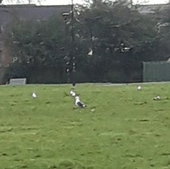 Larus fuscus