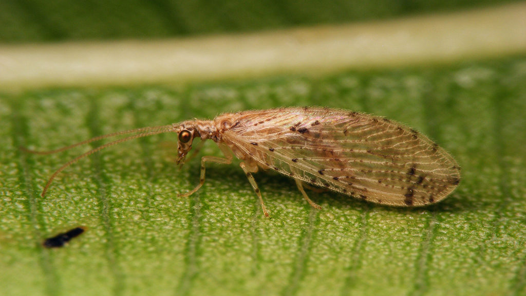 Micromus canariensis