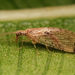 Micromus canariensis - Photo ללא זכויות יוצרים