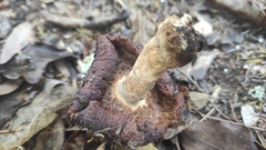 Russula vinaceocuticulata