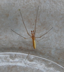 Tetragnatha jaculator