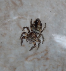 Euophrys gracilis