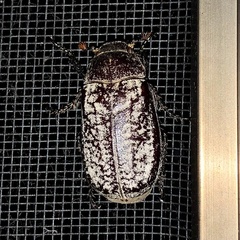 Dermolepida albohirtum