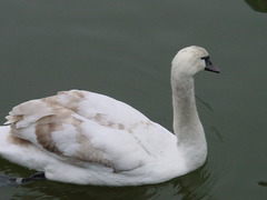 Cygnus olor