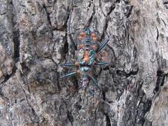 Havinthus rufovarius