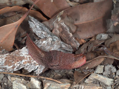Parmavitrina megastoma