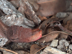 Parmavitrina megastoma